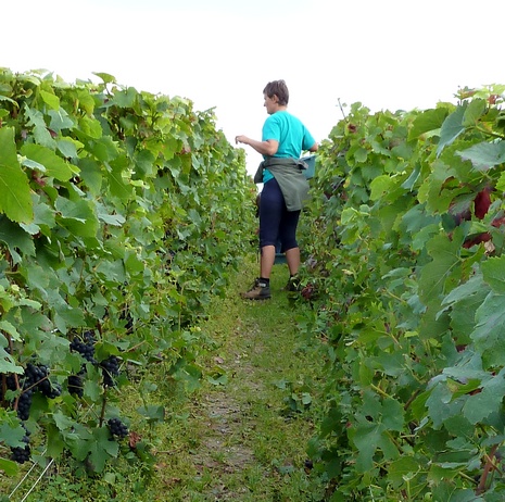 Vignoble Francis Boulard & Fille - Champagne Vendanges 2011